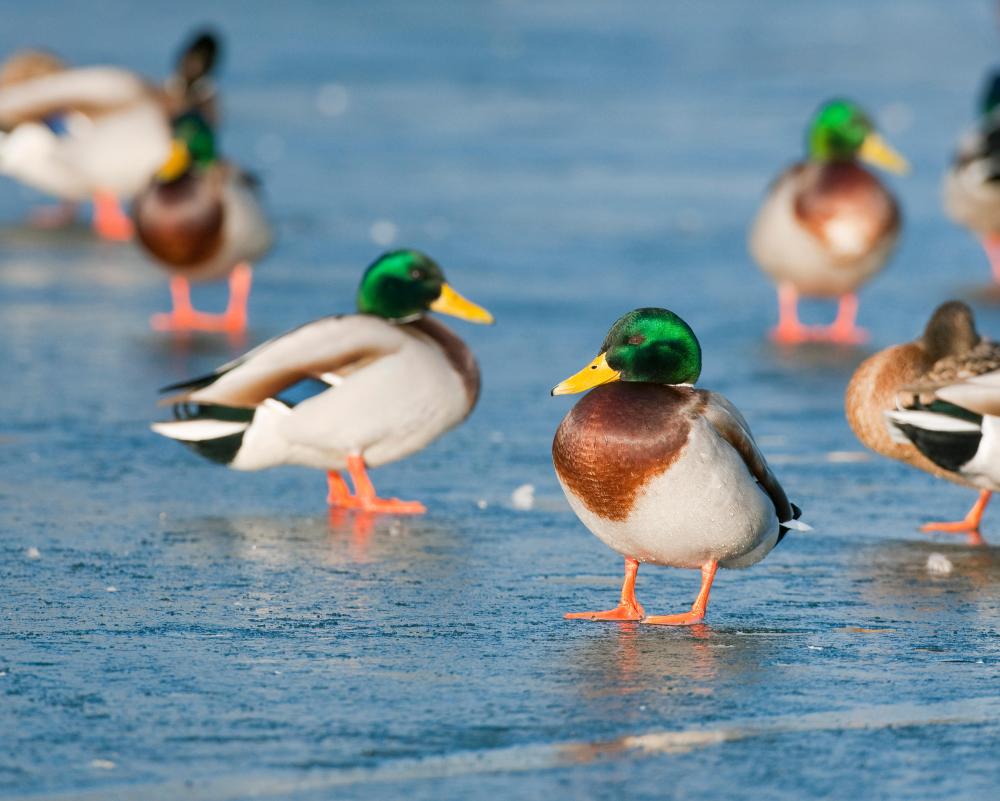 Bird Flu H5N1 Evolution: A Deadly Virus Arrives in Australia