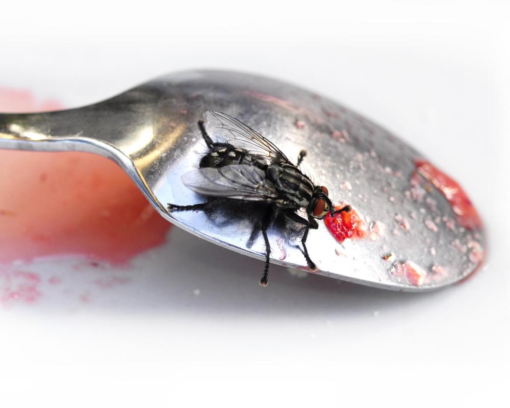 Fly Infestations Summer 2025: Causes, Solutions, and Expert Tips
