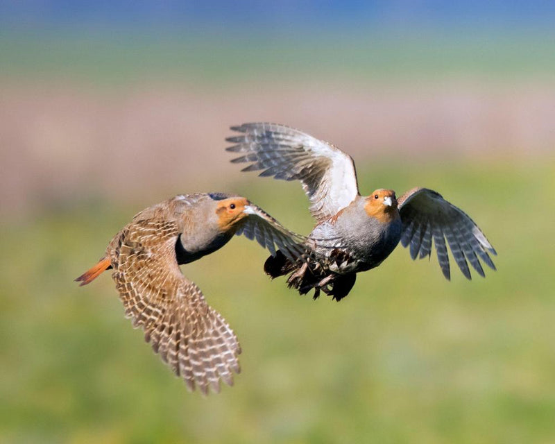 Country Diary: Record Partridge Covey Boosts Nature-Friendly Farming