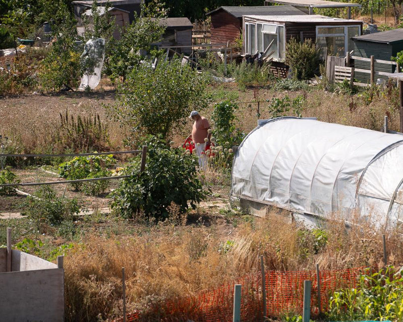 Heatwave Gardening: How to Protect Your Allotment in Drought