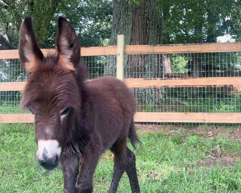 Georgia Police Officer on Leave After Pet Donkey Killed in Search