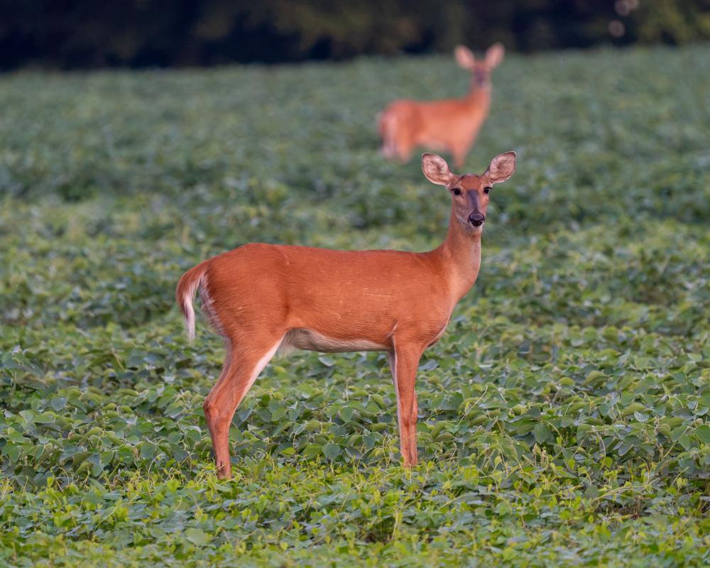 Wild Deer Methane Emissions: 3M Tonnes Yearly Impact