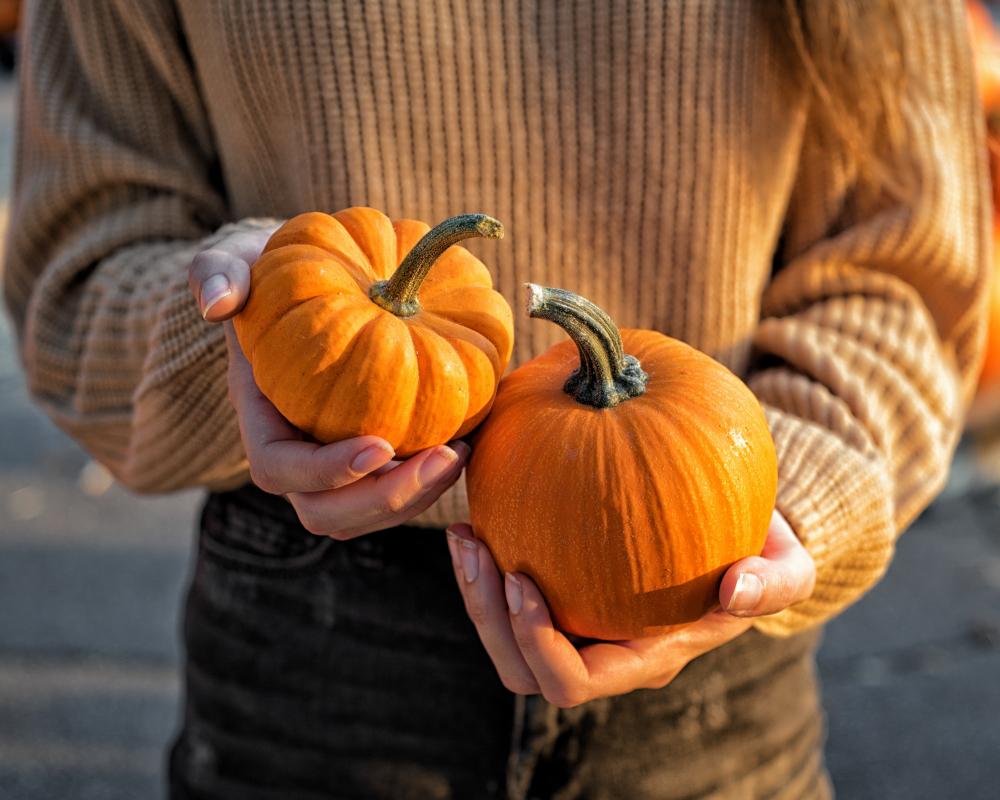 Drought Shrinks Halloween Pumpkins: UK Farmers Face Worst Harvest