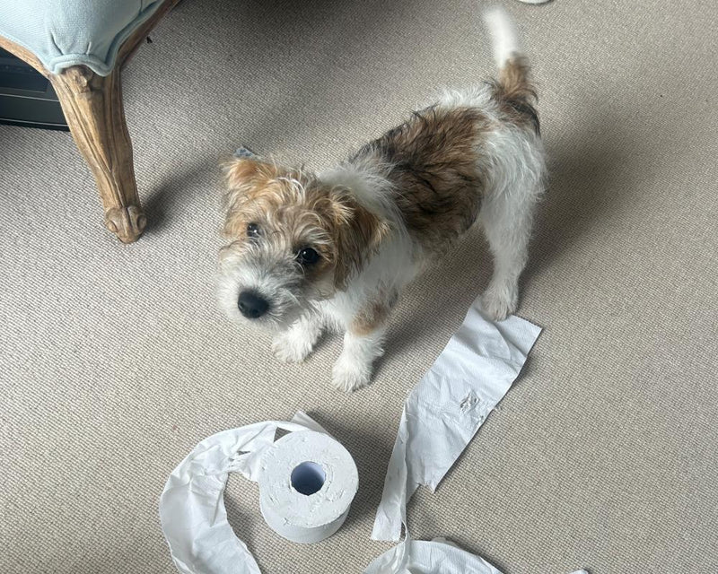 Dennis the Terrier: The Pet Who Farted on Jilly Cooper's Sofa