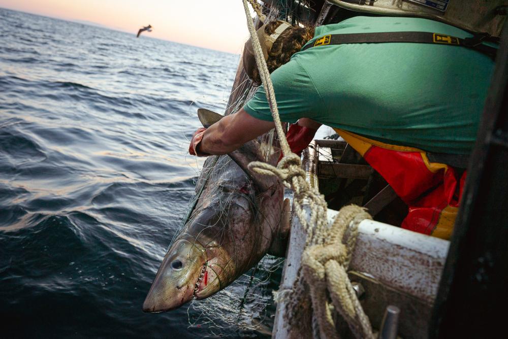 Trump's Recreational Fishing Order Sparks Ocean Ecosystem Fears