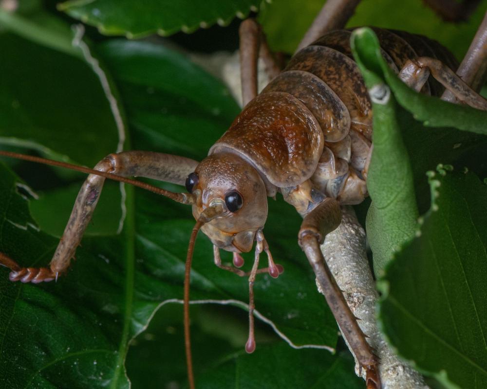 World's Heaviest Insect Breeding Programme Saves Wētāpunga
