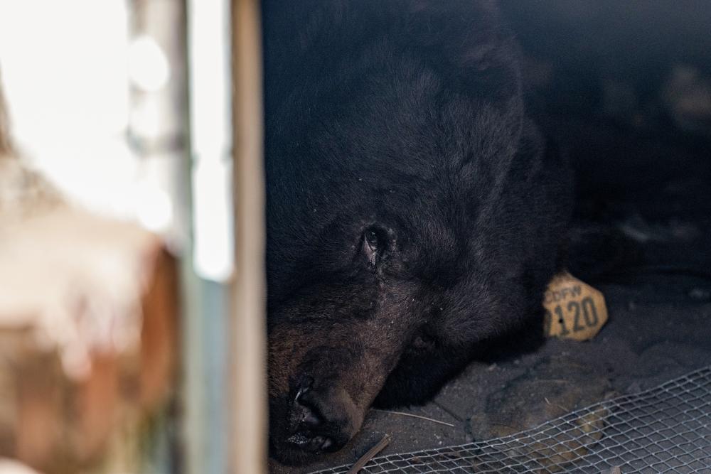 Viral Bear Yellow 2120 Returns to Altadena Neighborhood Under Homes