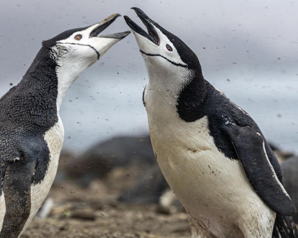 World's Largest Penguin Colony Suffers Enormous Population Crash