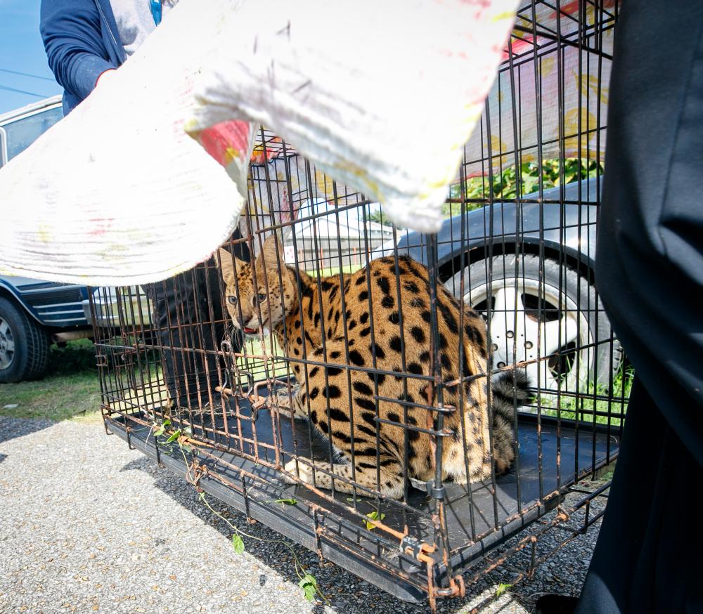Louisiana Firefighters Rescue Illegal African Serval from House Fire