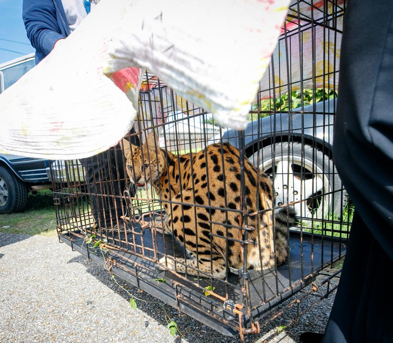 Louisiana Firefighters Rescue Illegal African Serval from House Fire