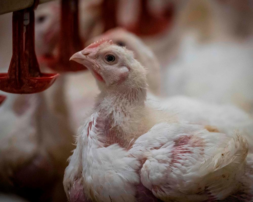 RSPCA NSW Director Quits Over Chicken Welfare Standards