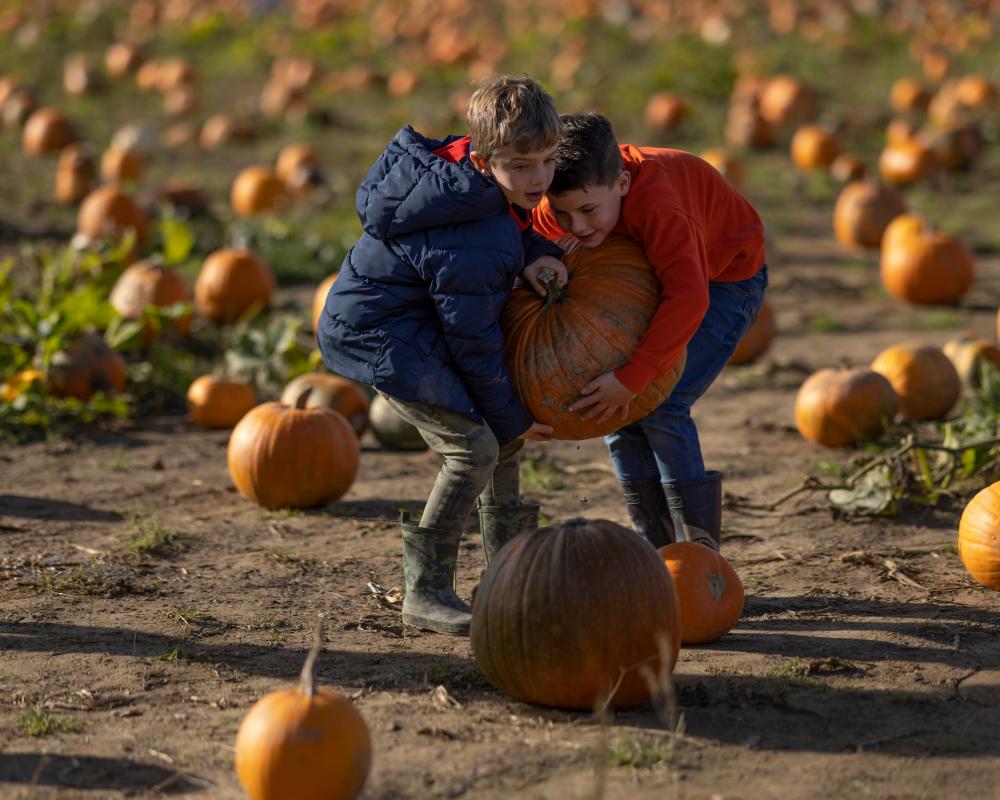 Halloween 2026: Ditch Cynicism and Embrace Pumpkin Magic