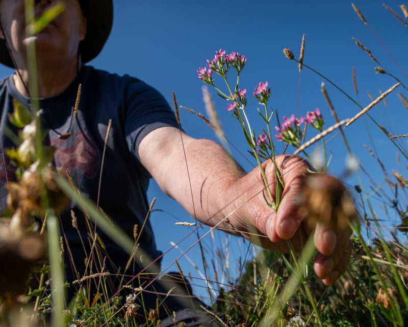 Self-Seeded Wildflower Meadow Restoration: Hope for Nature