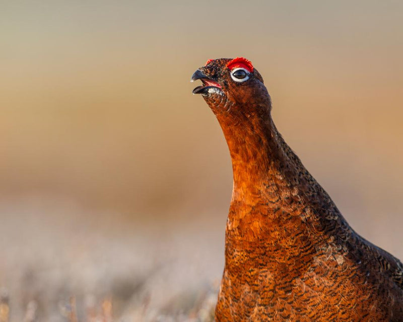Grouse Season Ban Calls Grow Amid Wildfire and Peatland Risks