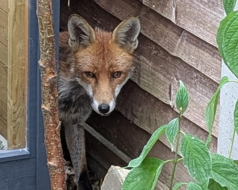 Fox Attacks Chickens: How to Protect Your Flock