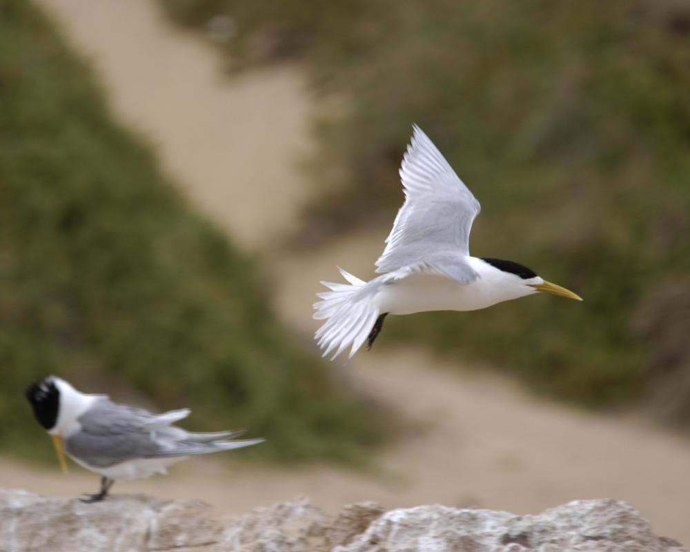 Bird Flu Deaths Spread in Australia: What It Means for Wildlife