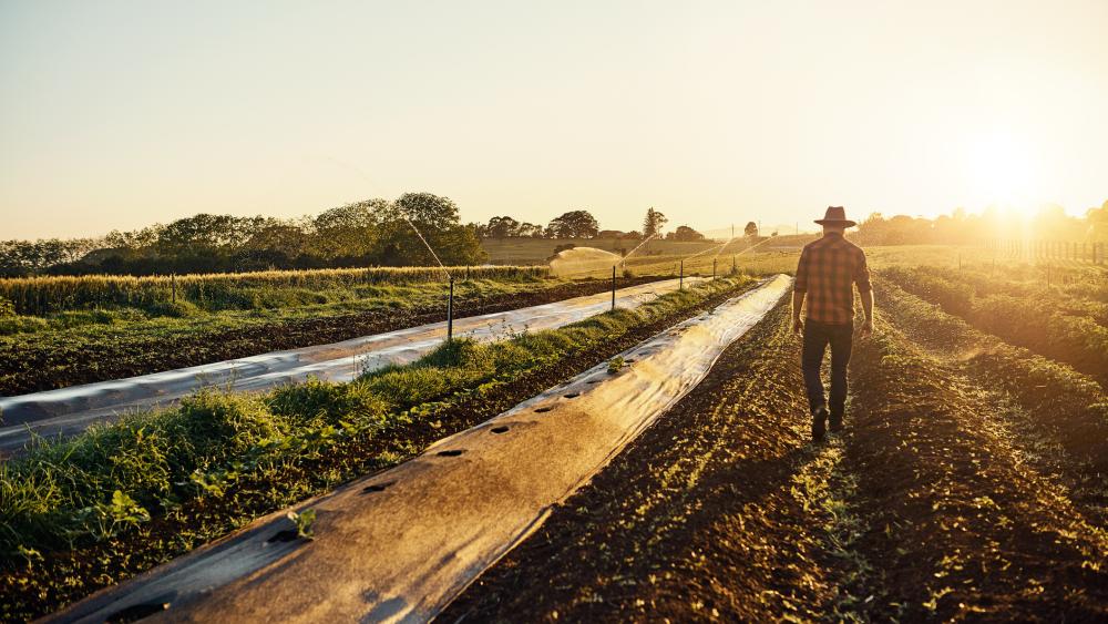 Invasive Species Cost Australia $24.5B: How to Respond
