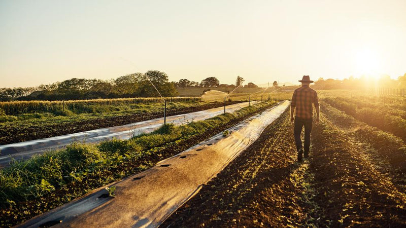 Invasive Species Cost Australia $24.5B: How to Respond
