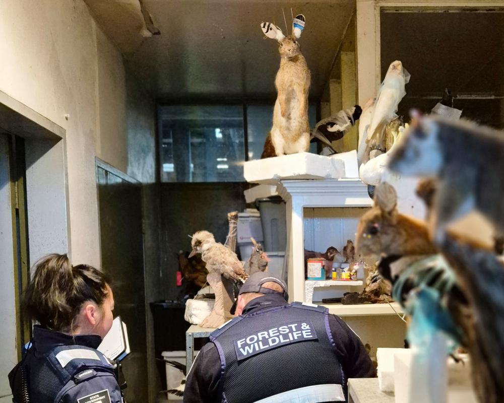 Man Fined $10,000 for 700 Illegal Taxidermy Animals in Victoria