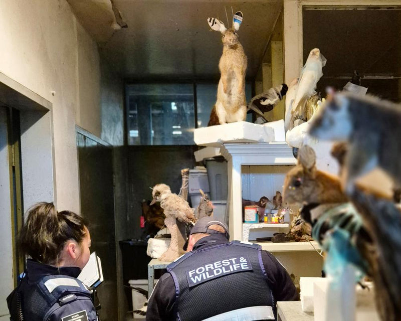 Man Fined $10,000 for 700 Illegal Taxidermy Animals in Victoria