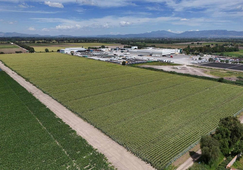 Cyclospora Found at Mexican Farm Linked to Lettuce Outbreak