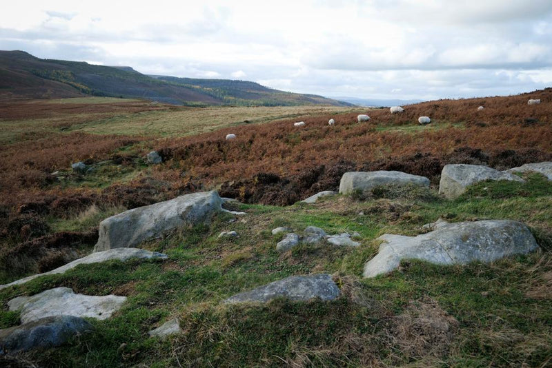 Wildlife Trusts Raise £30m to Rewild Northumberland Estate