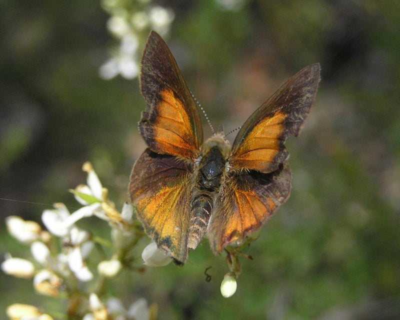Butterflies Changing Habitats Signals Climate Warning