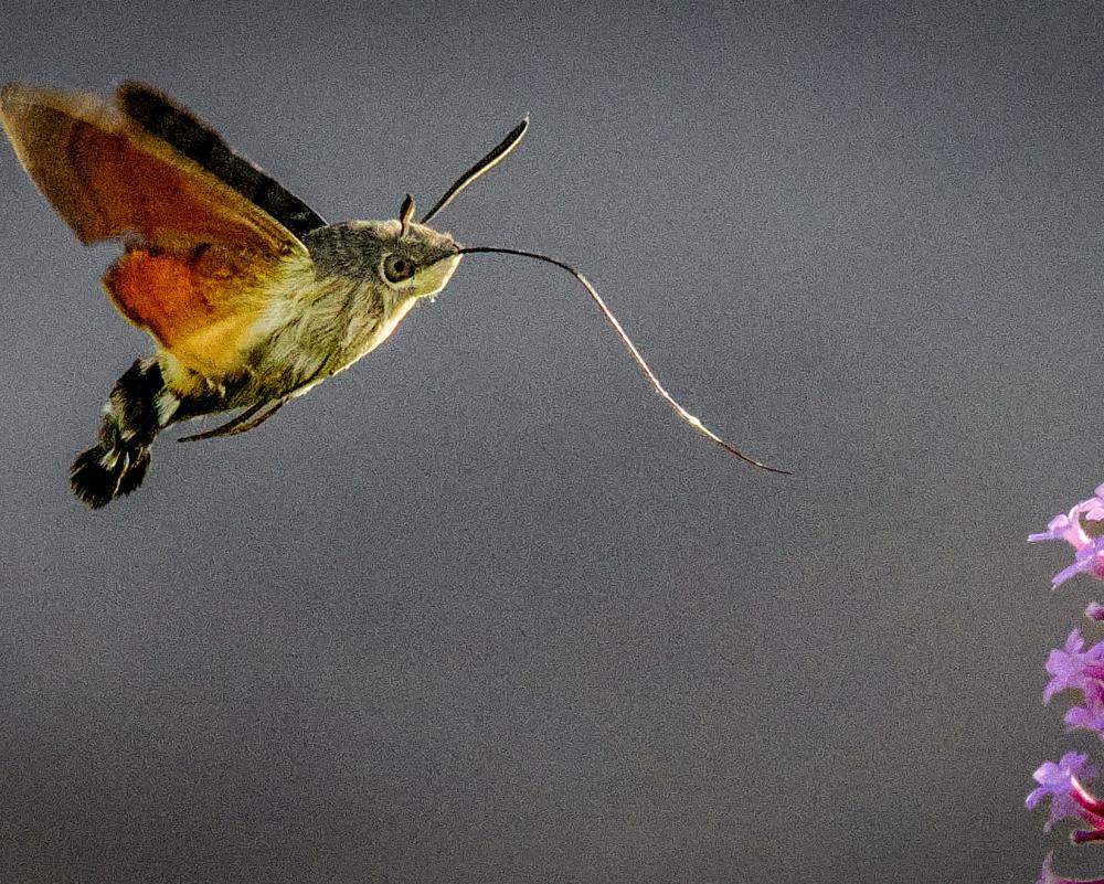 Hummingbird Hawk-Moths Invade UK Gardens: 2026 Boom