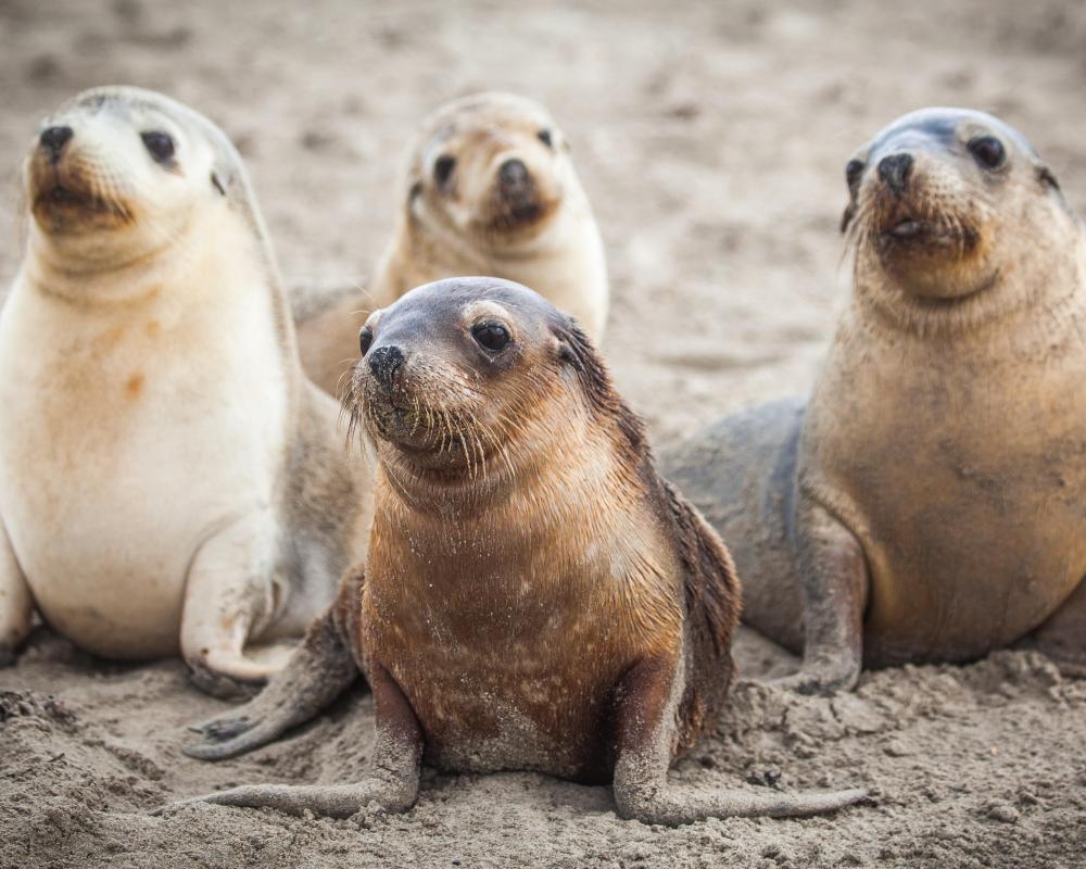 H5 Bird Flu Kills Endangered Australian Sea Lion in First Case