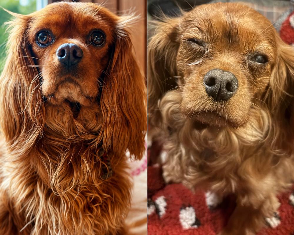 Dog Food Recall: Owners Fear Eye Problems in Their Pets