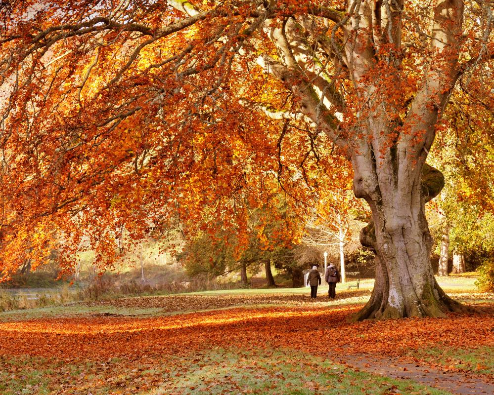 Autumn Camping: Embrace the Season of Mellow Fruitfulness