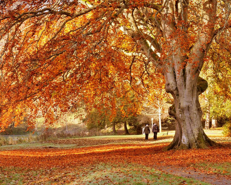 Autumn Camping: Embrace the Season of Mellow Fruitfulness
