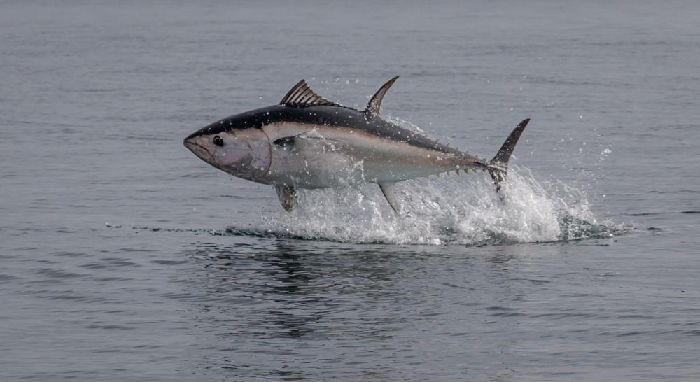 Tuna Return to British Waters: A Breathtaking Wildlife Spectacle