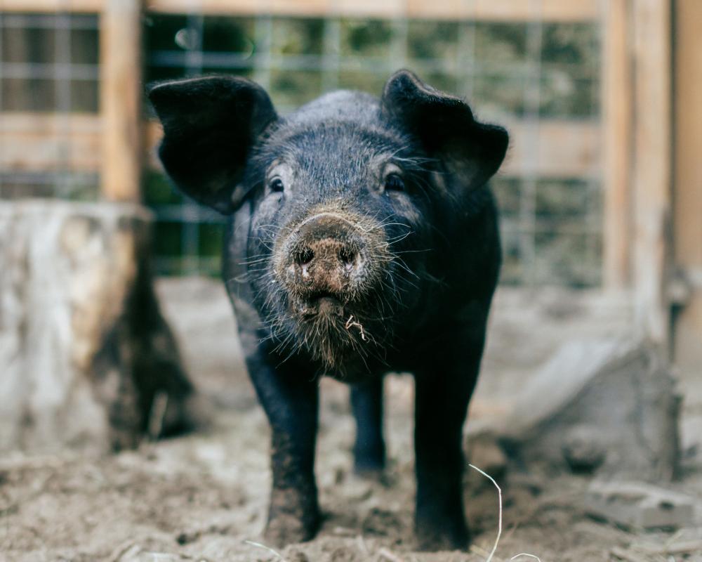 France Holiday Market Pig: Why I Was Tempted to Bring One Home