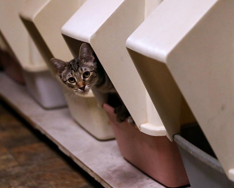 Cat Litter Box Cleaning: Expert Tips for Proper Care