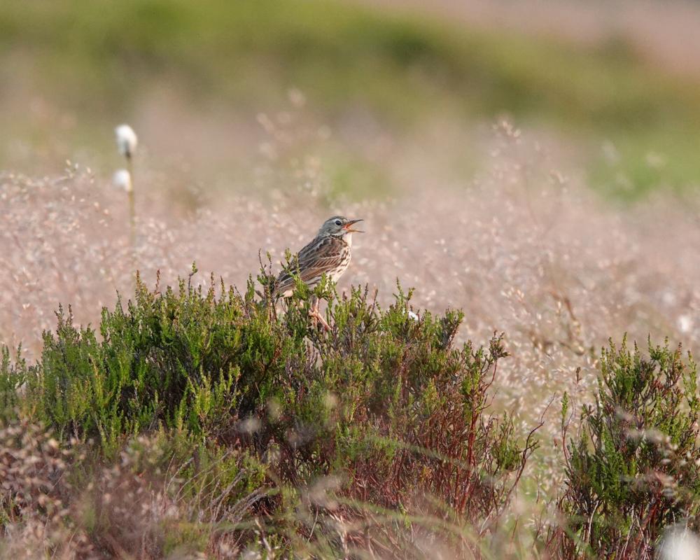 Meadow Pipit Decline: A Silent Ecocide in UK Uplands