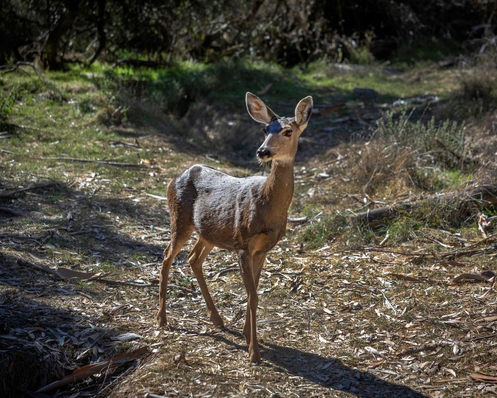 Catalina Island Deer Culling Approved by Judge to Save Plants
