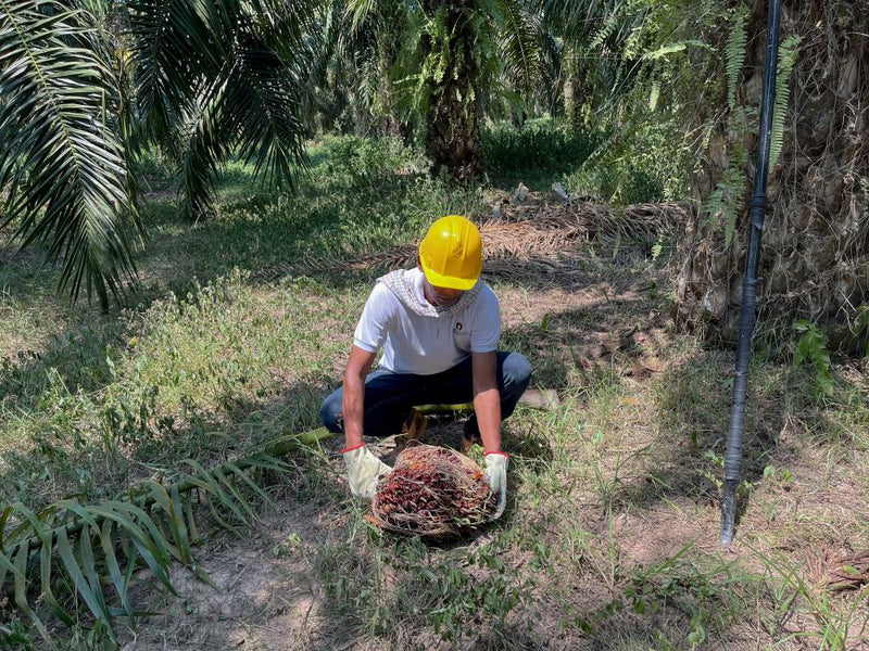 Colombian Farmers Replace Coca with Palm Oil for a Peaceful Future