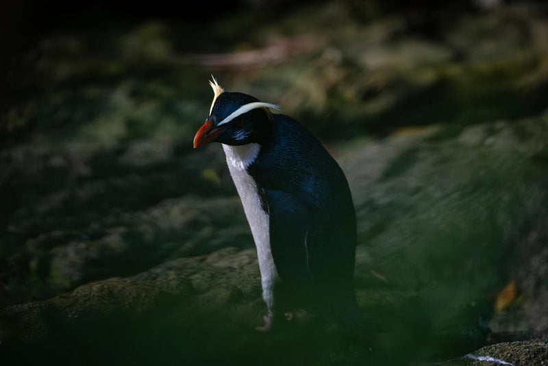 New Zealand's Elusive Jungle Penguins: Tawaki Secrets Revealed