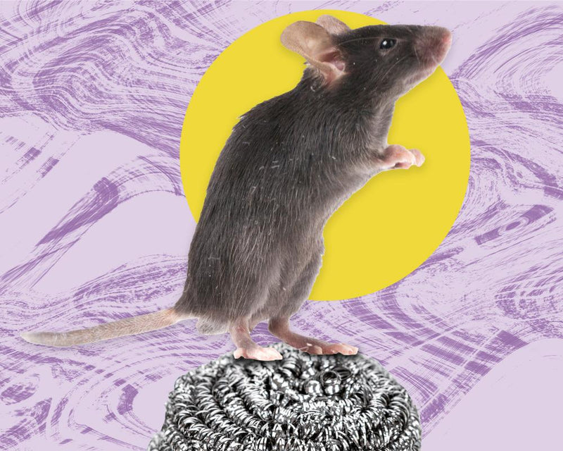 Rat Infestation Horror: How to Protect Your Home From Rats
