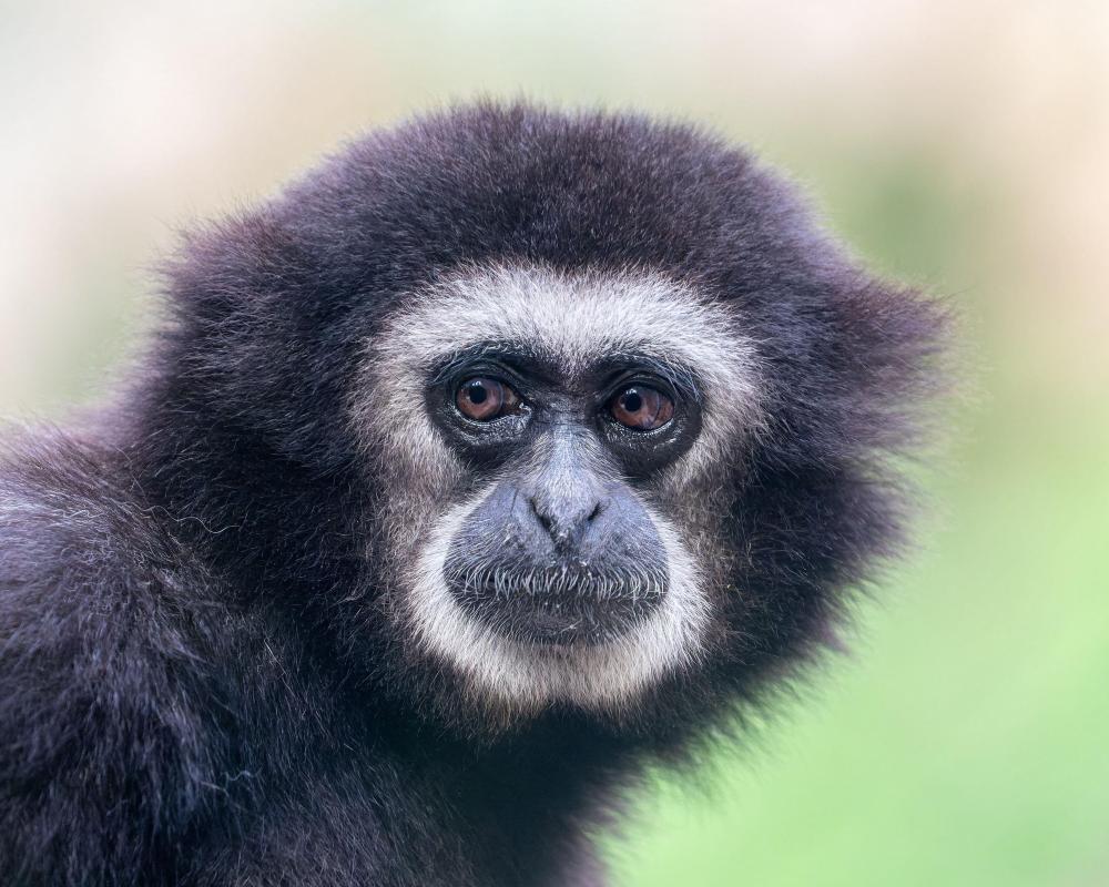 Traffic Noise Silences Gibbons' Morning Songs in Forests