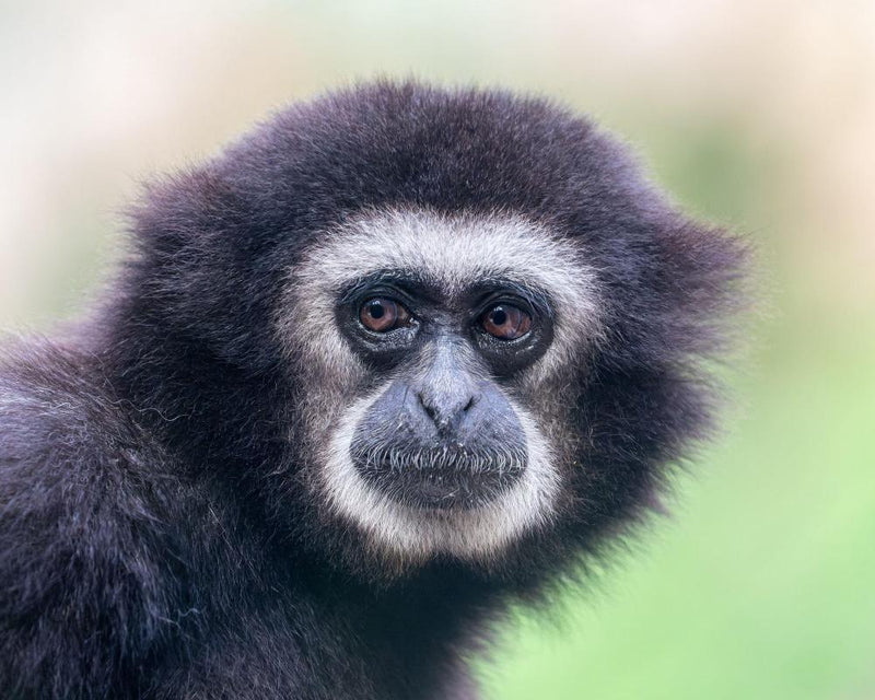 Traffic Noise Silences Gibbons' Morning Songs in Forests
