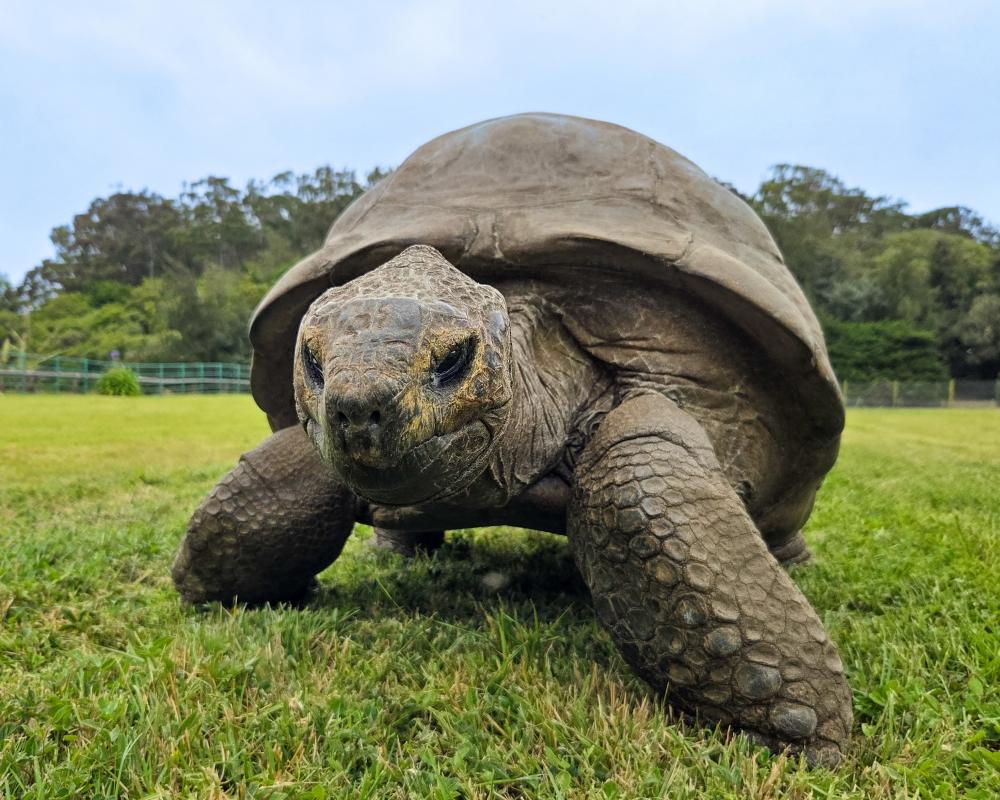 Jonathan the Giant Tortoise, 194, Reveals Longevity Secrets