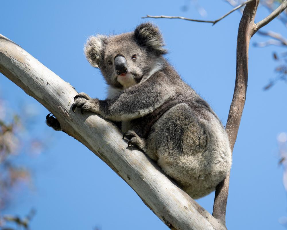 Victoria's Koalas in Chronic Poor Health, Population Halved