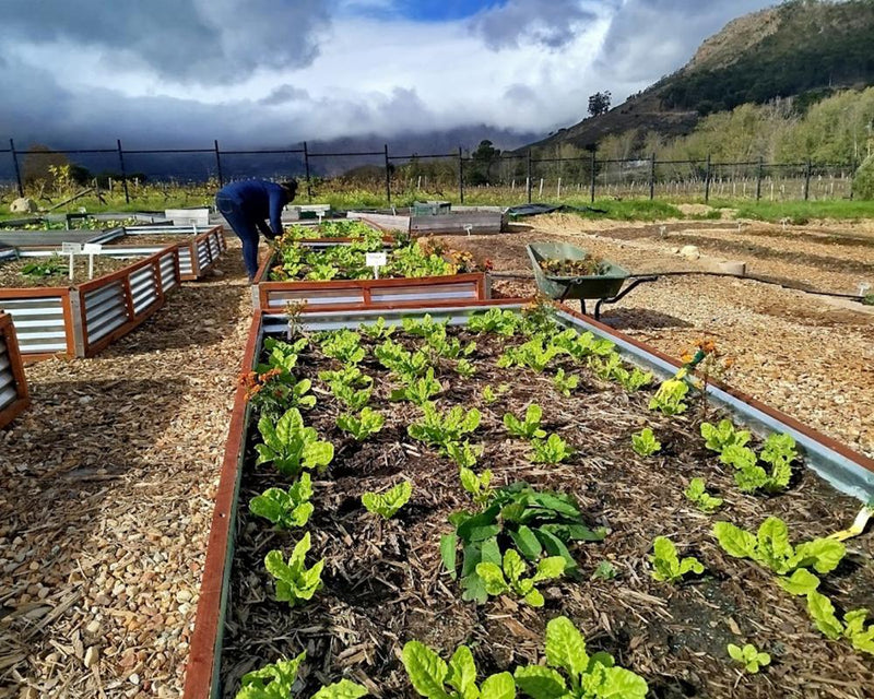 Sustainable Water Treatment: South African Town Cleans Polluted River