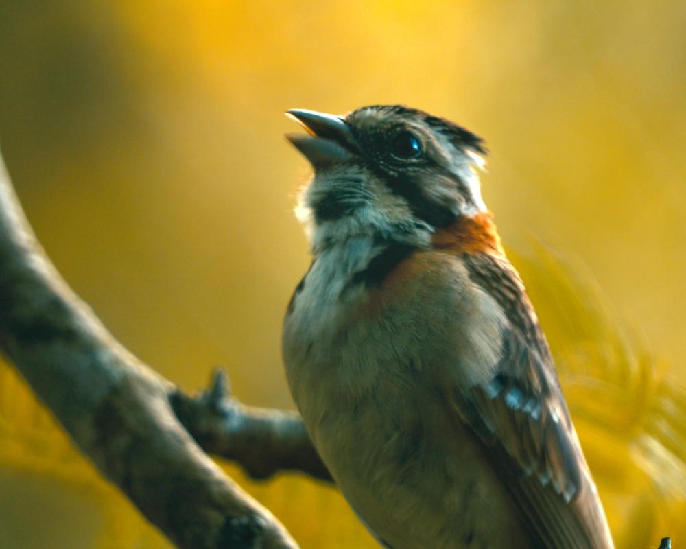 AI and Tutors Help Birds Remember Lost Songs for Conservation