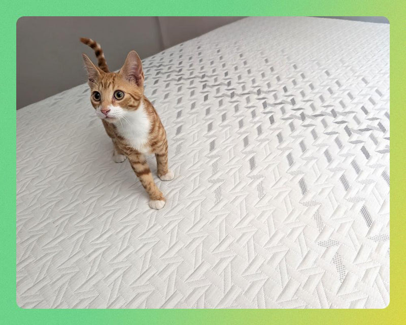 Nectar Classic Memory Foam Mattress Review: Budget Buy