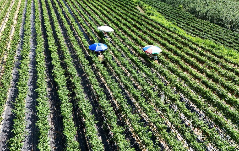 Asia Heatwave 2025: Record Temperatures Devastate Crops