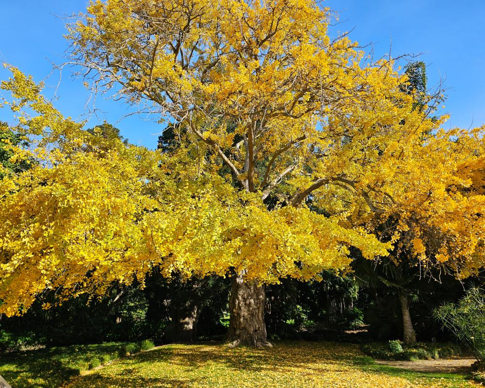 Geelong Ginkgo Named Victorian Tree of the Year 2026