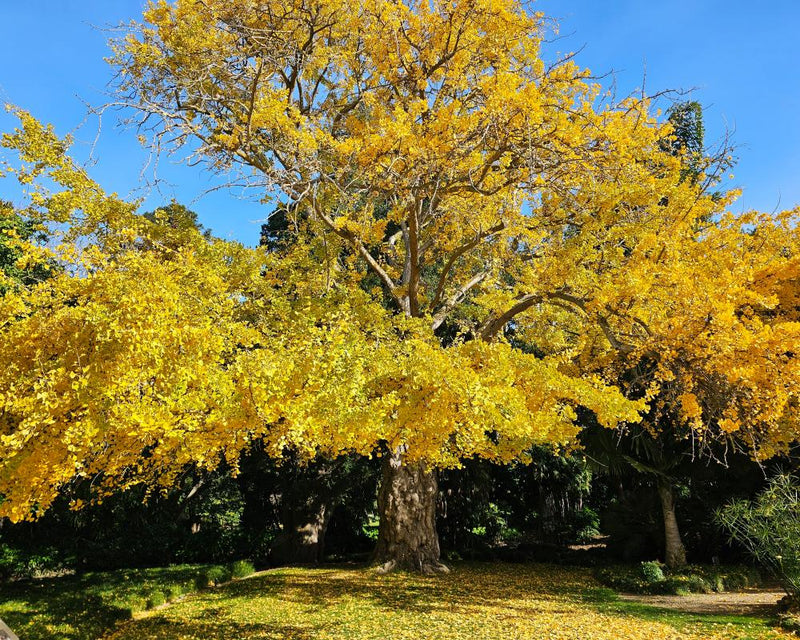 Geelong Ginkgo Named Victorian Tree of the Year 2026